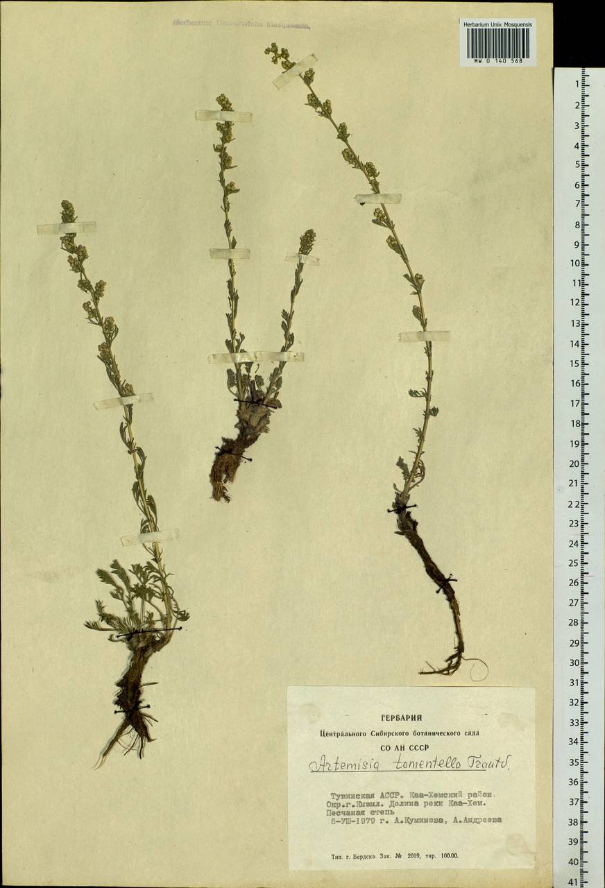 Artemisia tomentella Trautv., Siberia, Altai & Sayany Mountains (S2) (Russia)