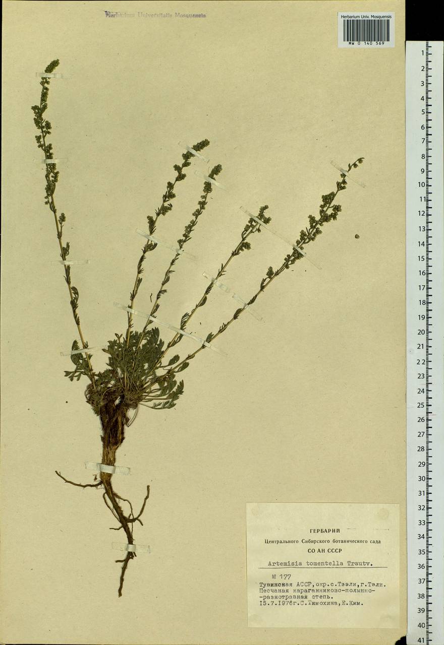 Artemisia tomentella Trautv., Siberia, Altai & Sayany Mountains (S2) (Russia)