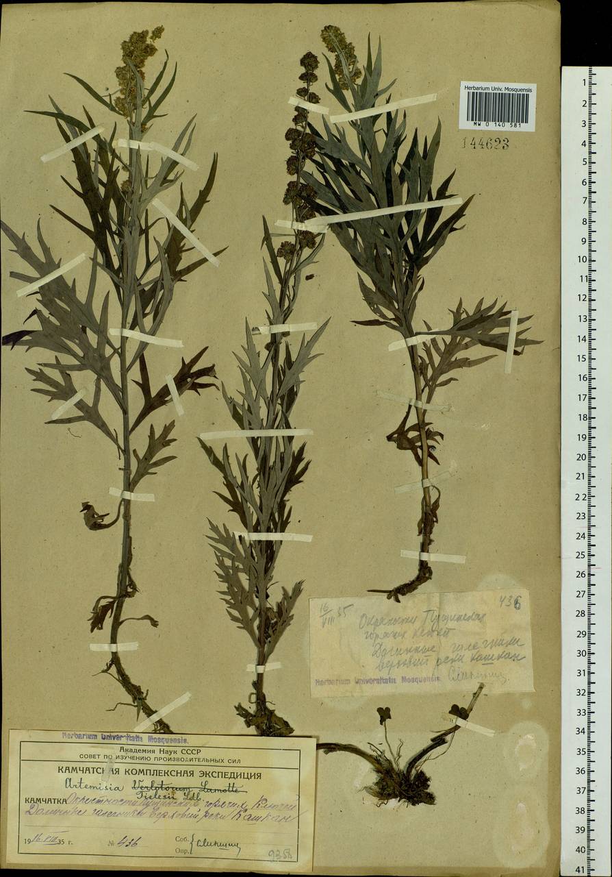 Artemisia tilesii Ledeb., Siberia, Chukotka & Kamchatka (S7) (Russia)