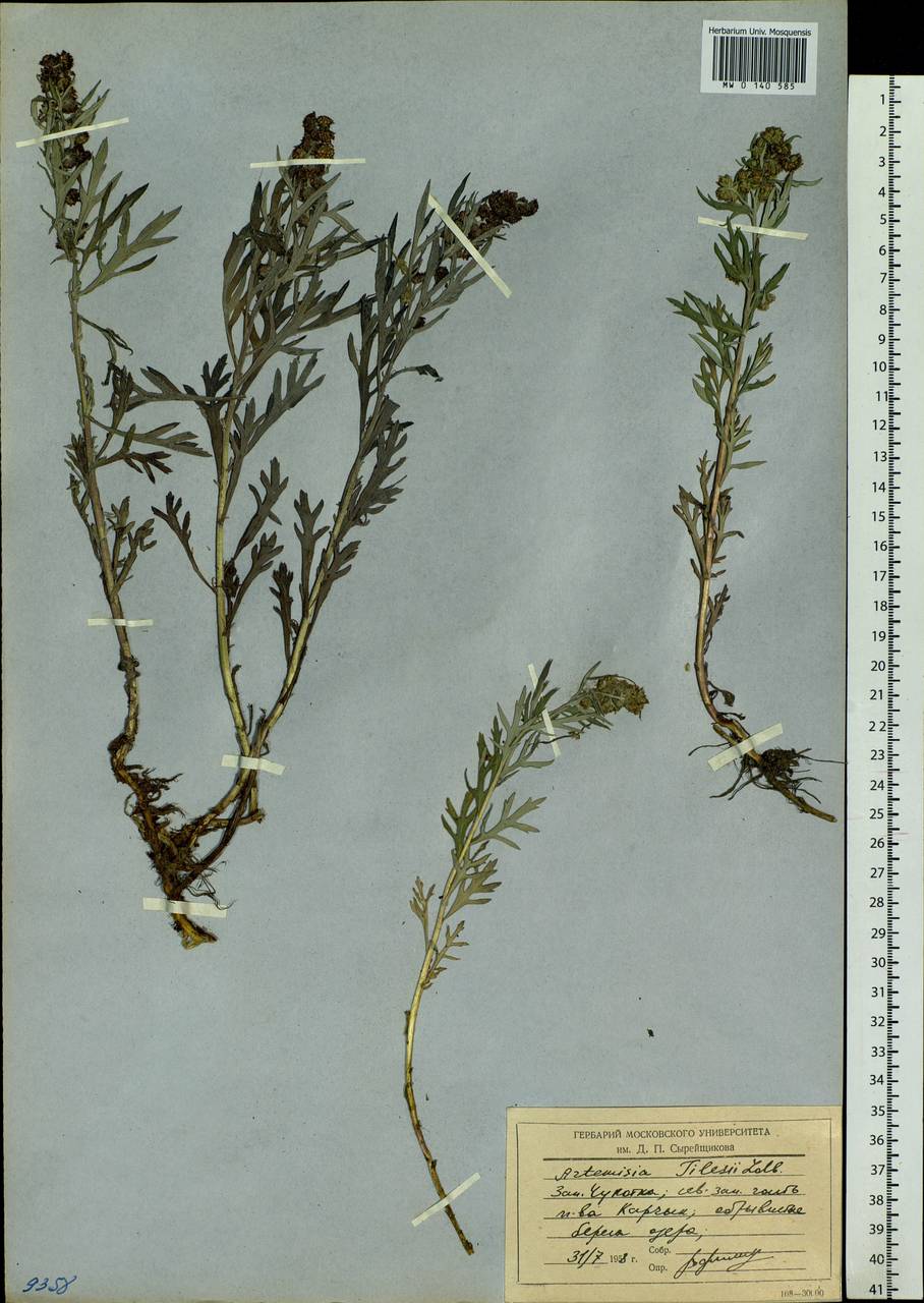 Artemisia tilesii Ledeb., Siberia, Chukotka & Kamchatka (S7) (Russia)