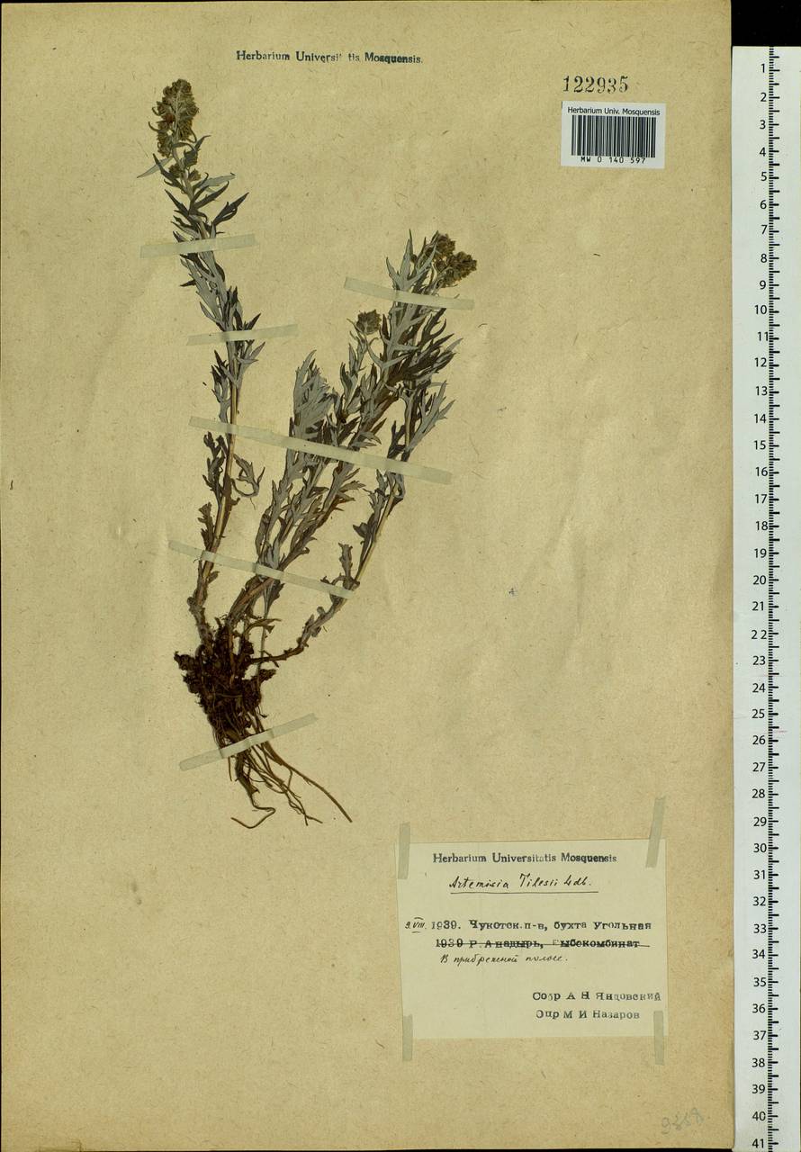 Artemisia tilesii Ledeb., Siberia, Chukotka & Kamchatka (S7) (Russia)