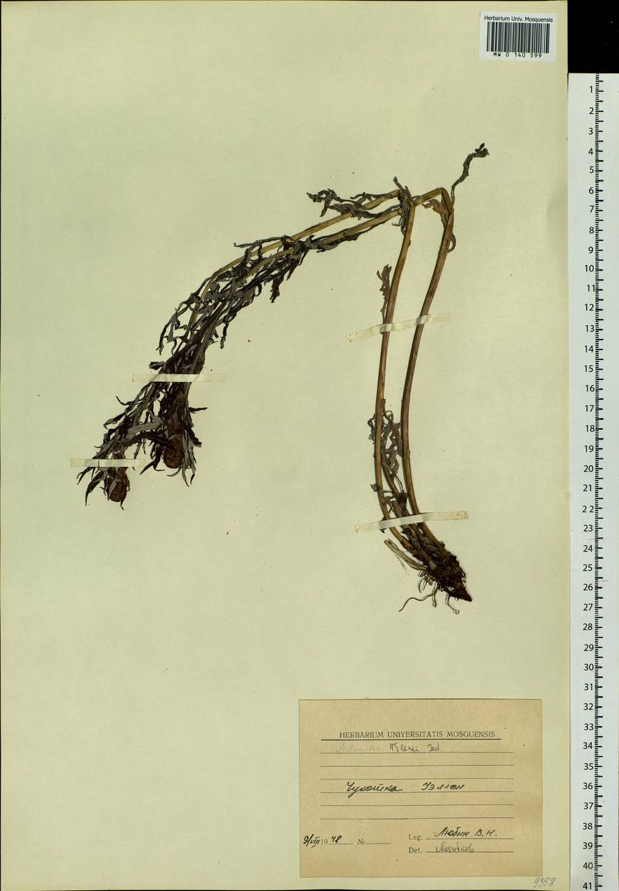 Artemisia tilesii Ledeb., Siberia, Chukotka & Kamchatka (S7) (Russia)