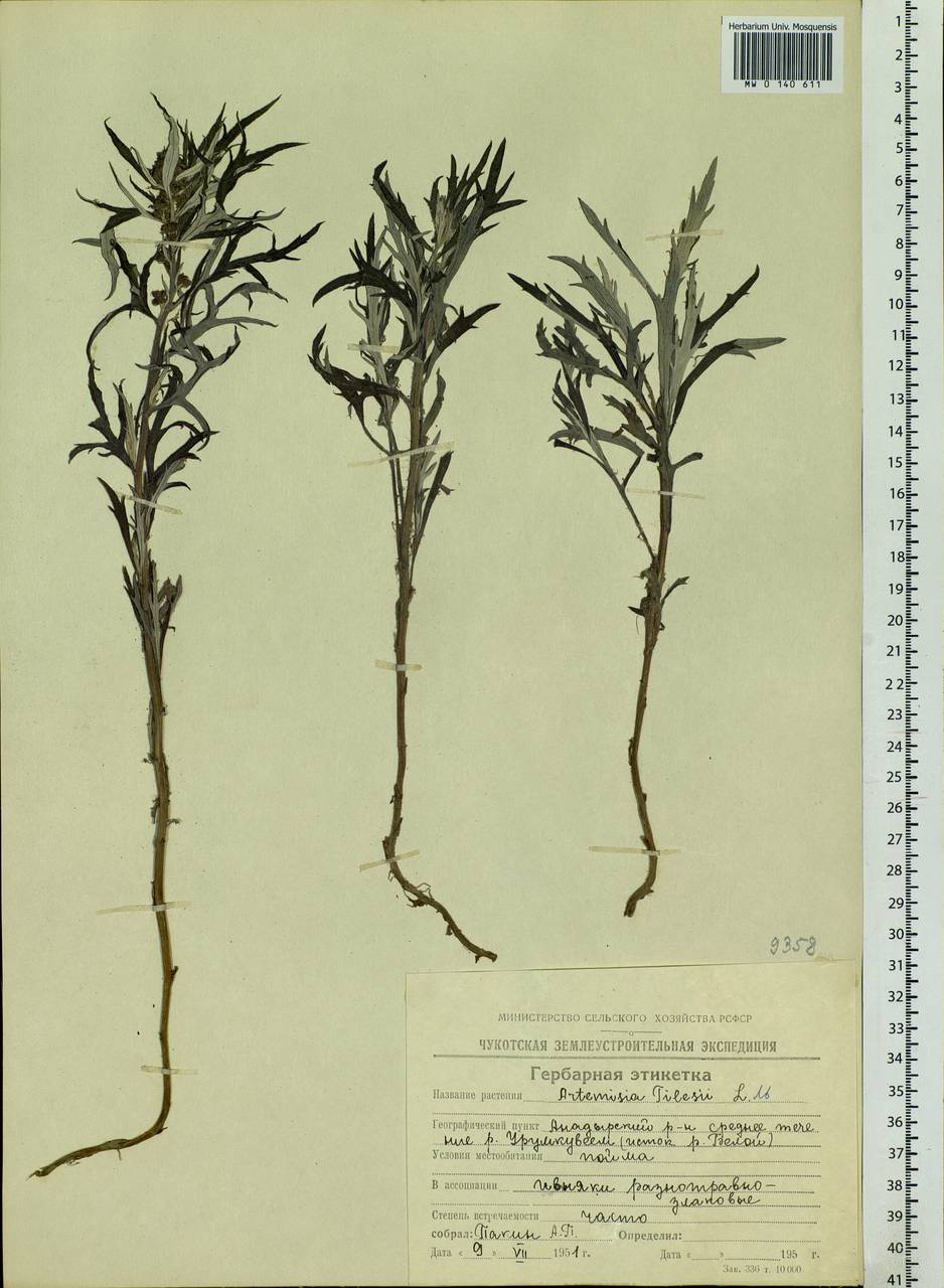 Artemisia tilesii Ledeb., Siberia, Chukotka & Kamchatka (S7) (Russia)