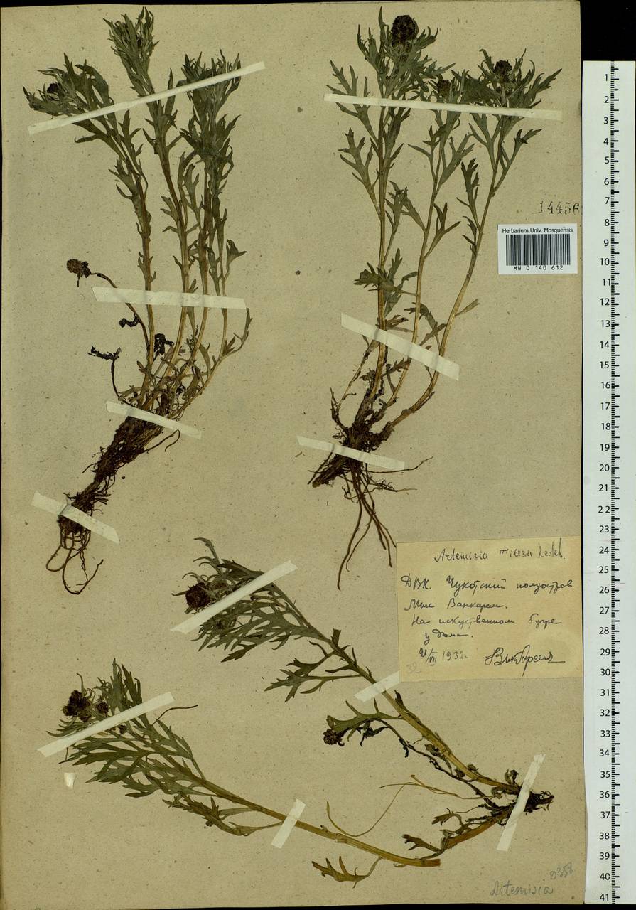 Artemisia tilesii Ledeb., Siberia, Chukotka & Kamchatka (S7) (Russia)
