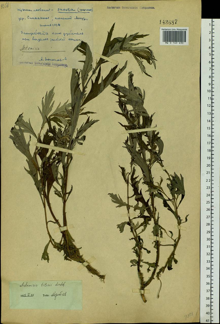 Artemisia tilesii Ledeb., Siberia, Russian Far East (S6) (Russia)