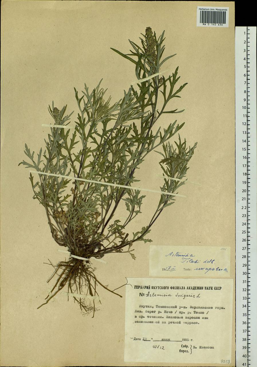 Artemisia tilesii Ledeb., Siberia, Yakutia (S5) (Russia)