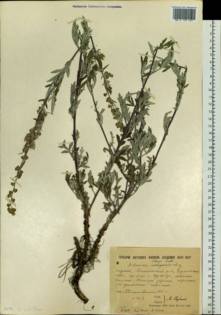 Artemisia tilesii Ledeb., Siberia, Yakutia (S5) (Russia)
