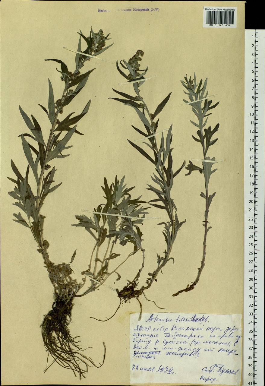 Artemisia tilesii Ledeb., Siberia, Yakutia (S5) (Russia)