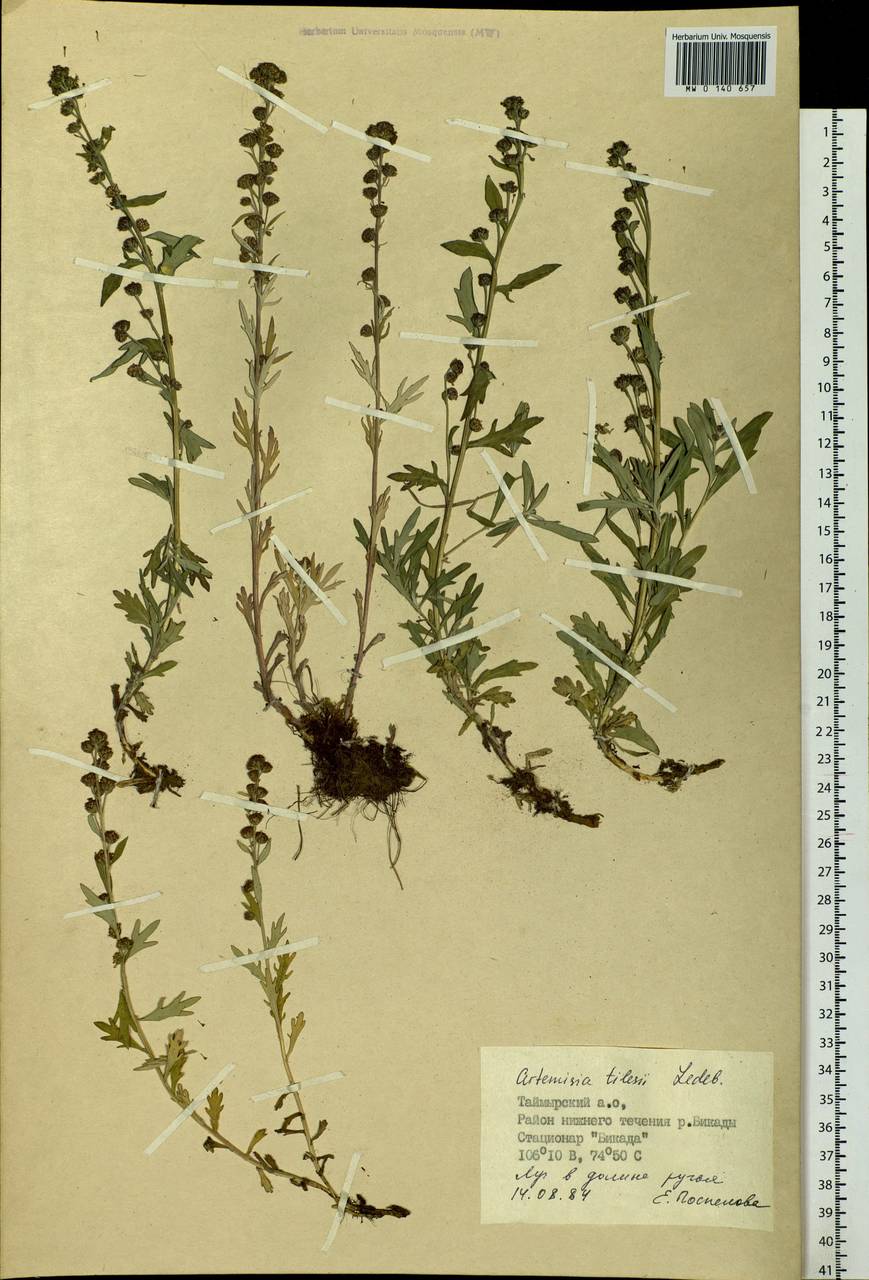 Artemisia tilesii Ledeb., Siberia, Central Siberia (S3) (Russia)