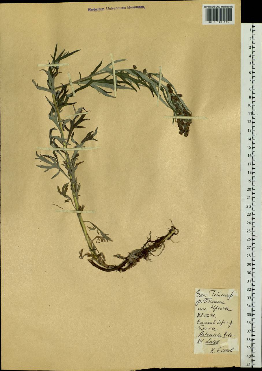Artemisia tilesii Ledeb., Siberia, Central Siberia (S3) (Russia)