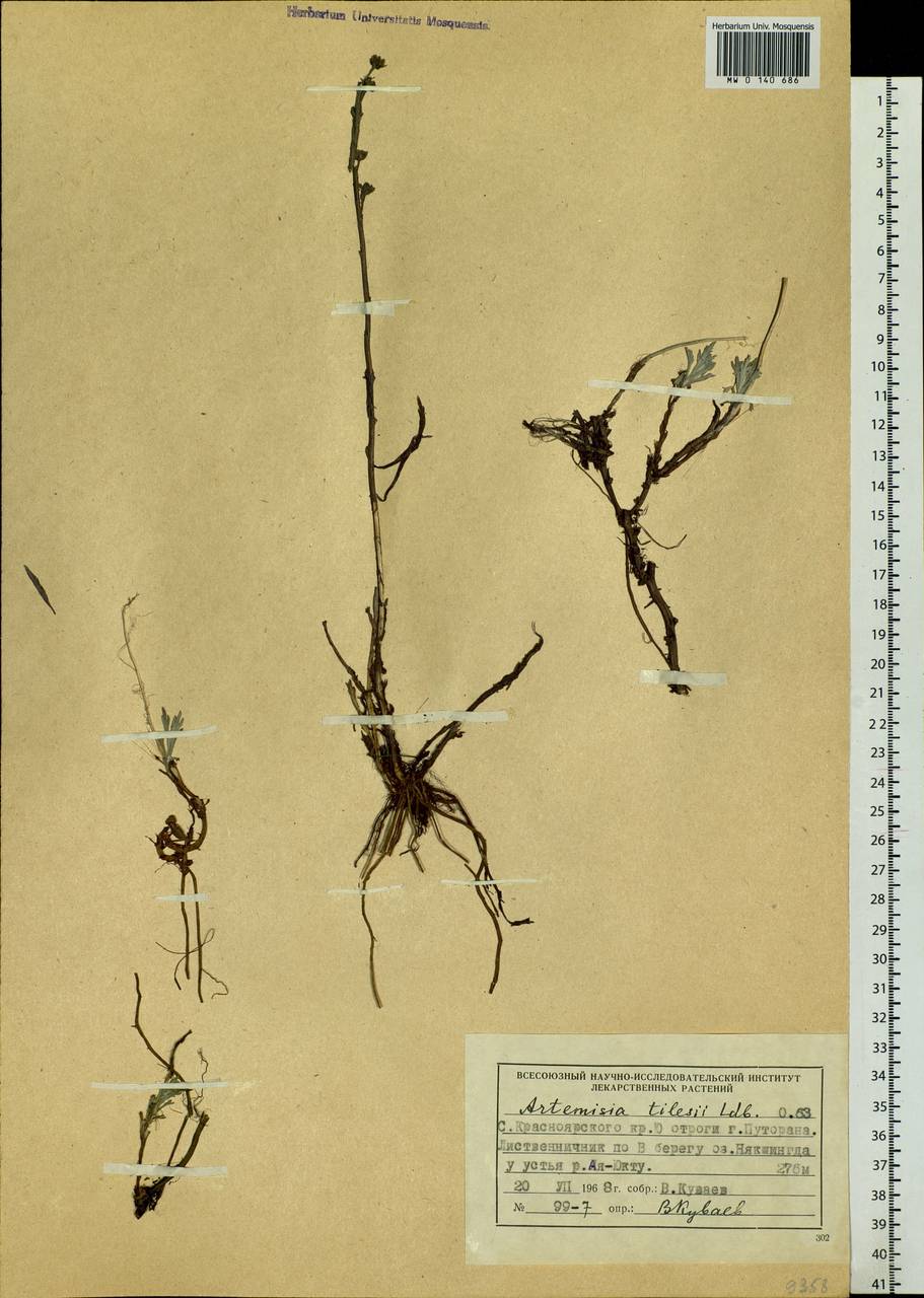 Artemisia tilesii Ledeb., Siberia, Central Siberia (S3) (Russia)