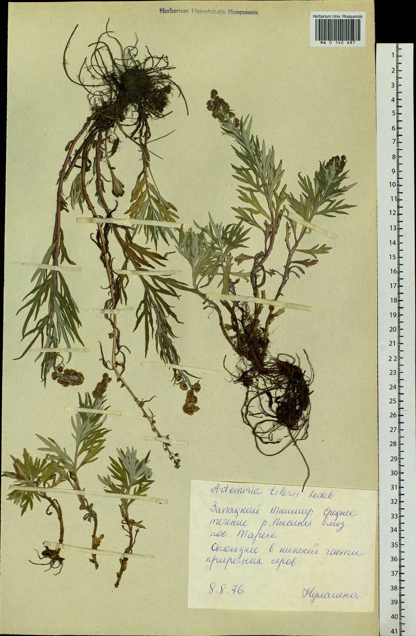 Artemisia tilesii Ledeb., Siberia, Central Siberia (S3) (Russia)
