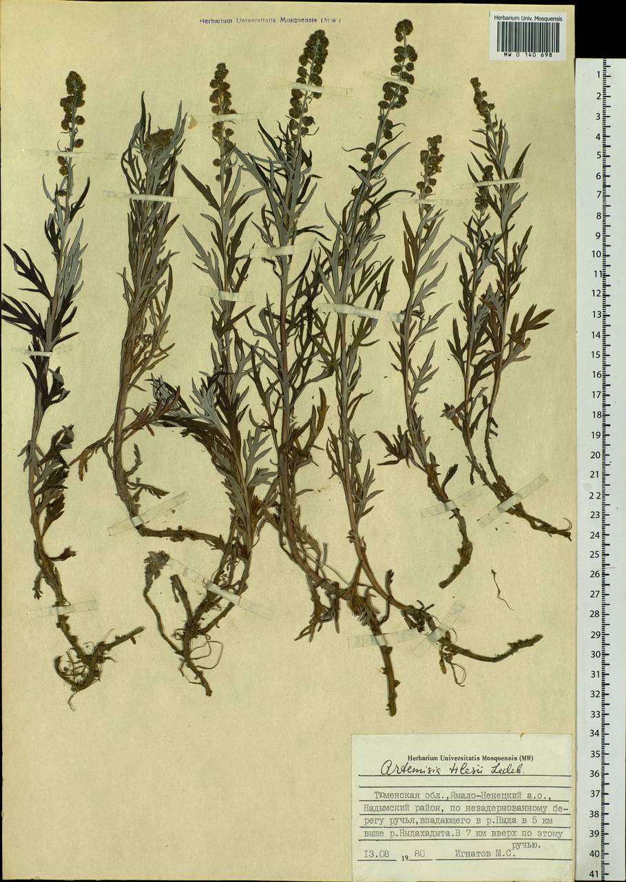 Artemisia tilesii Ledeb., Siberia, Western Siberia (S1) (Russia)