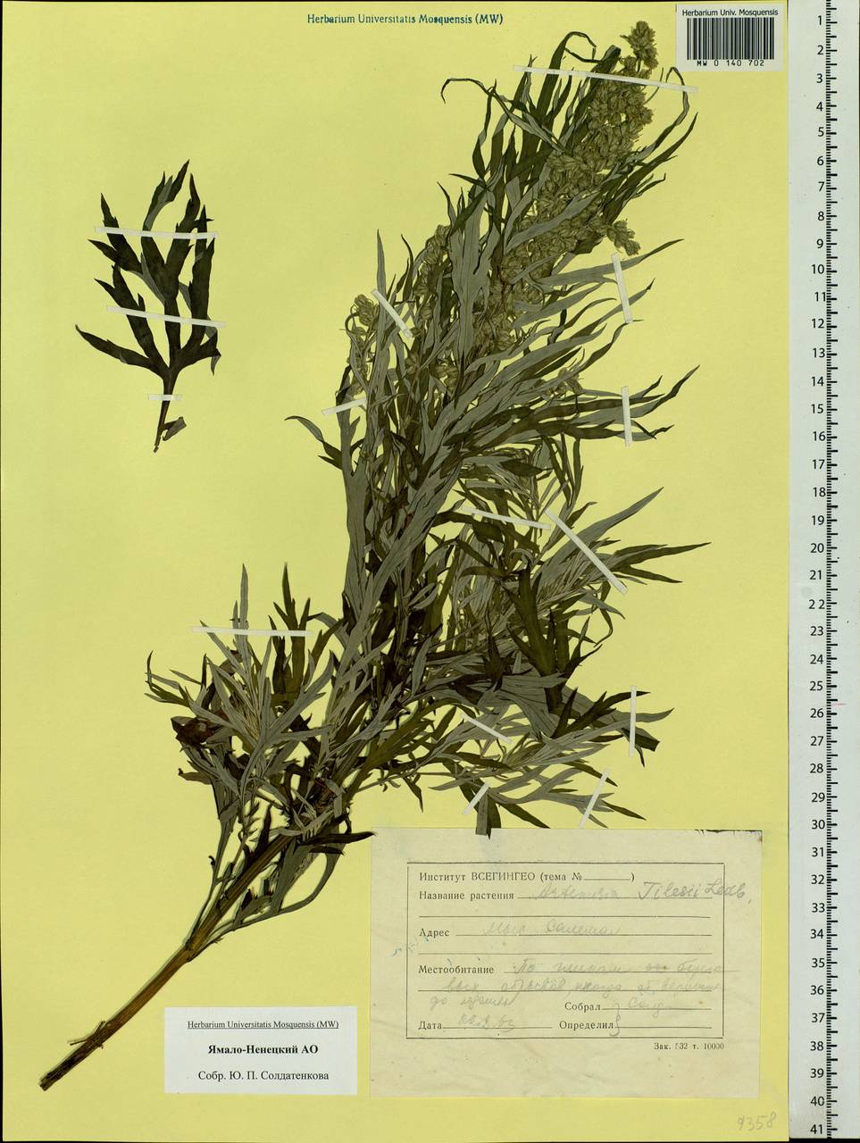 Artemisia tilesii Ledeb., Siberia, Western Siberia (S1) (Russia)
