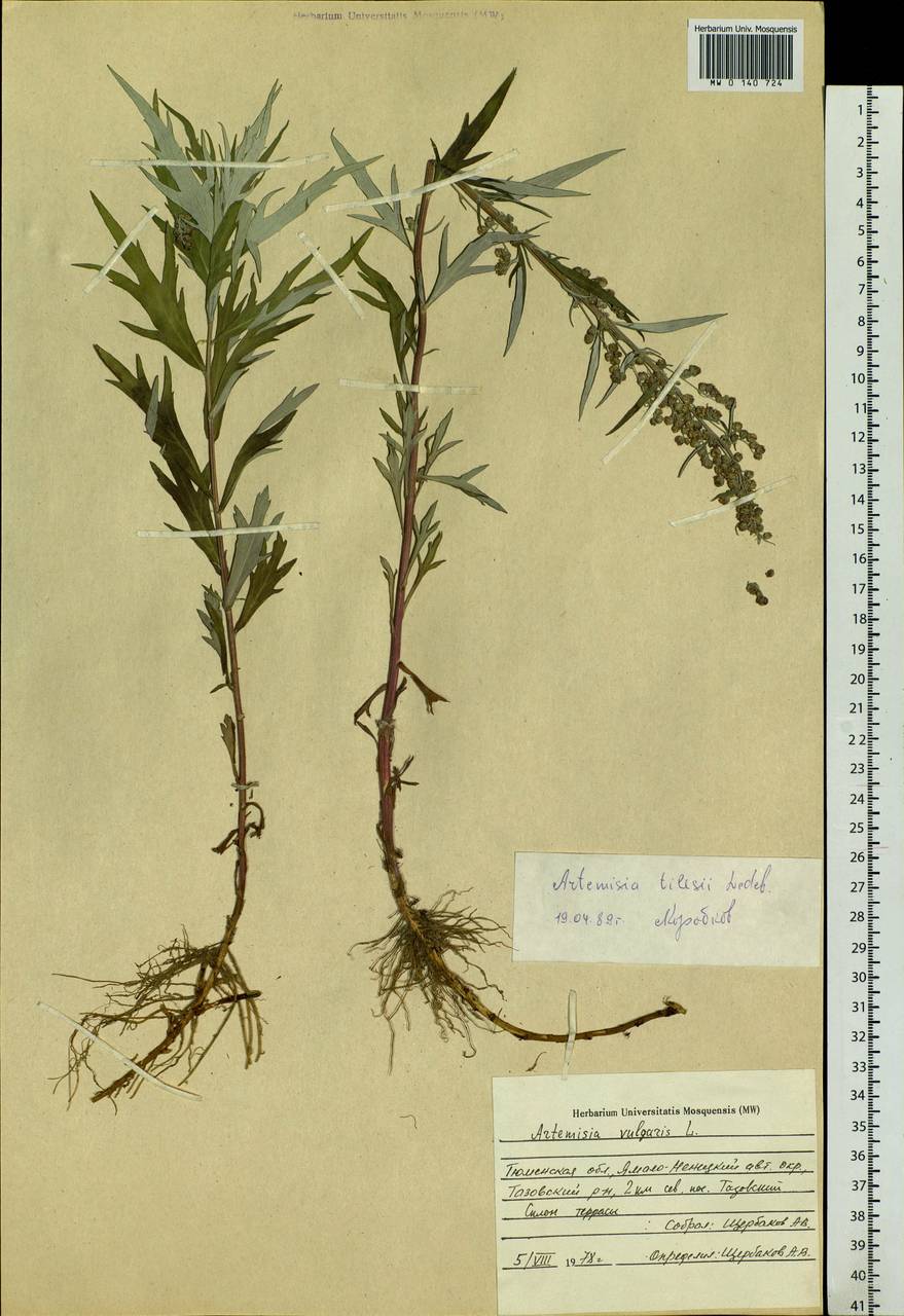 Artemisia tilesii Ledeb., Siberia, Western Siberia (S1) (Russia)