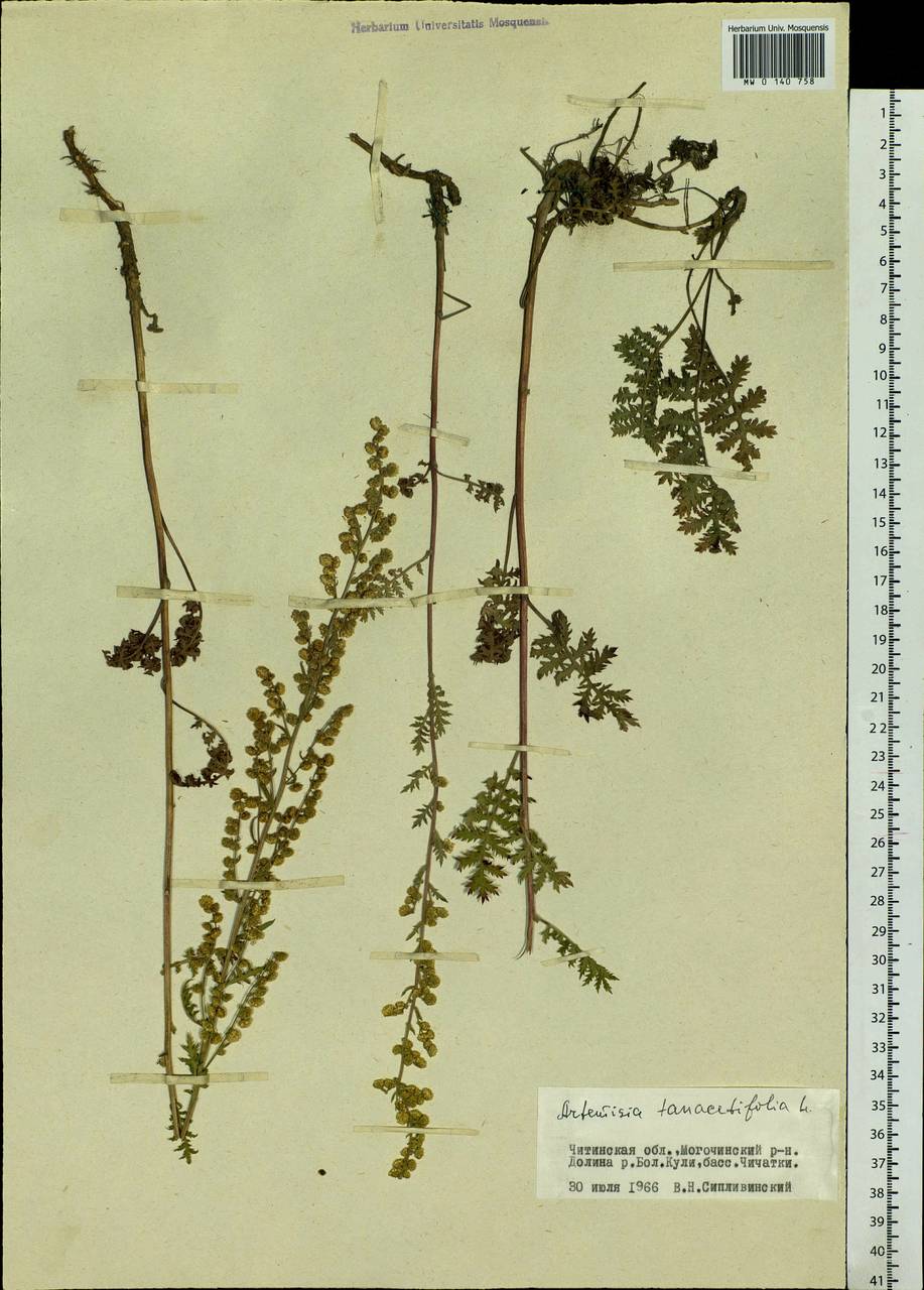 Artemisia tanacetifolia L., Siberia, Baikal & Transbaikal region (S4) (Russia)