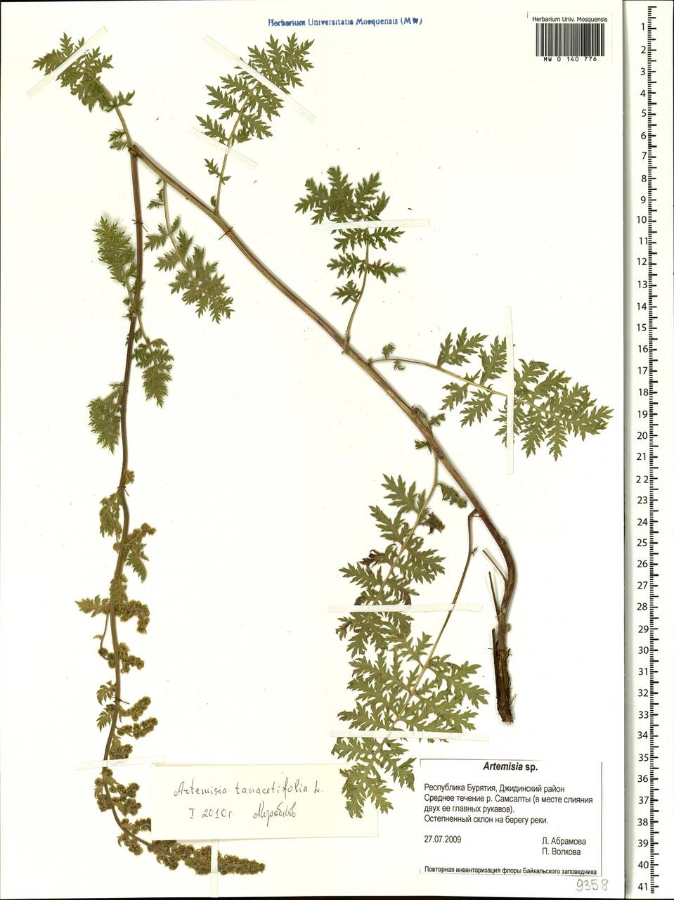 Artemisia tanacetifolia L., Siberia, Baikal & Transbaikal region (S4) (Russia)