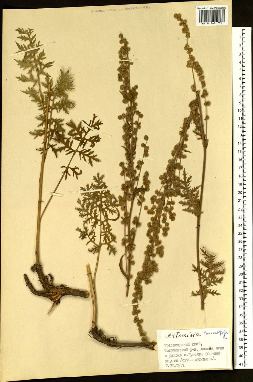 Artemisia tanacetifolia L., Siberia, Central Siberia (S3) (Russia)