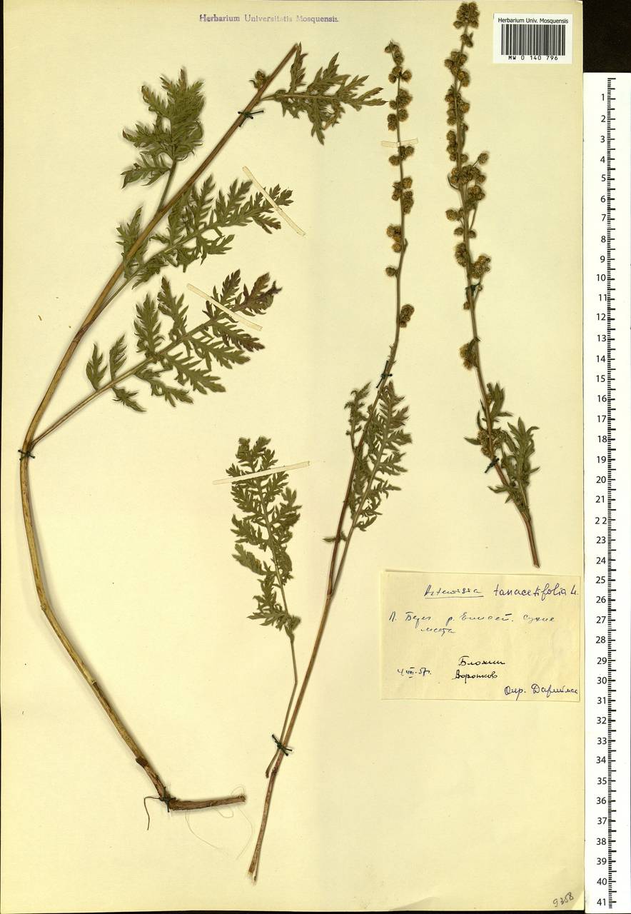 Artemisia tanacetifolia L., Siberia, Central Siberia (S3) (Russia)