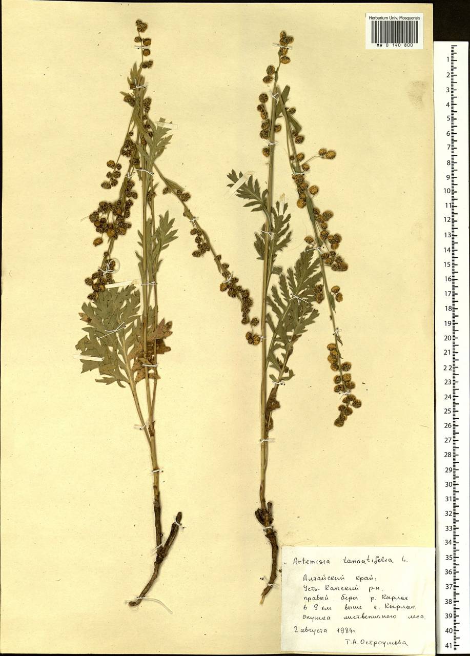 Artemisia tanacetifolia L., Siberia, Altai & Sayany Mountains (S2) (Russia)