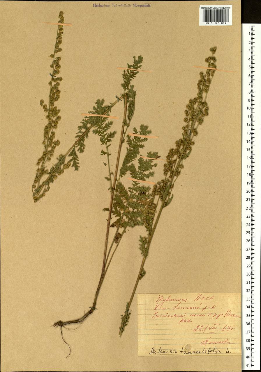 Artemisia tanacetifolia L., Siberia, Altai & Sayany Mountains (S2) (Russia)