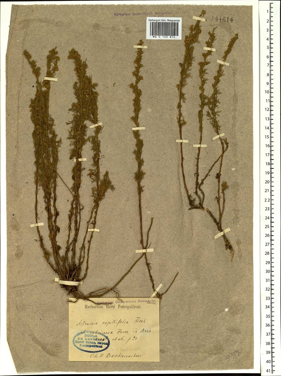 Artemisia obtusiloba subsp. subviscosa (Turcz. ex Besser) Krasnob., Siberia, Baikal & Transbaikal region (S4) (Russia)