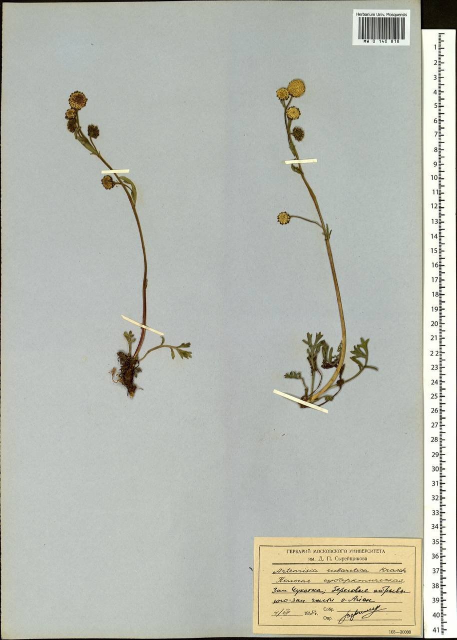 Artemisia subarctica Krasch., Siberia, Chukotka & Kamchatka (S7) (Russia)