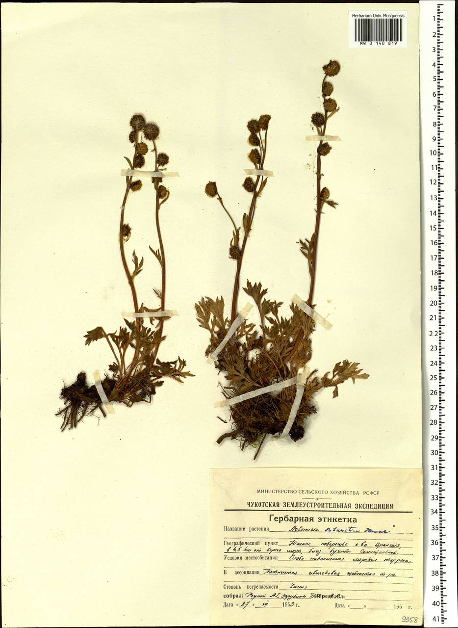 Artemisia subarctica Krasch., Siberia, Chukotka & Kamchatka (S7) (Russia)