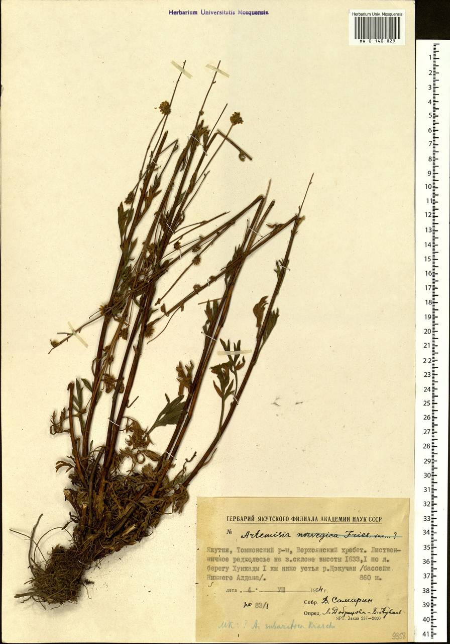 Artemisia subarctica Krasch., Siberia, Yakutia (S5) (Russia)