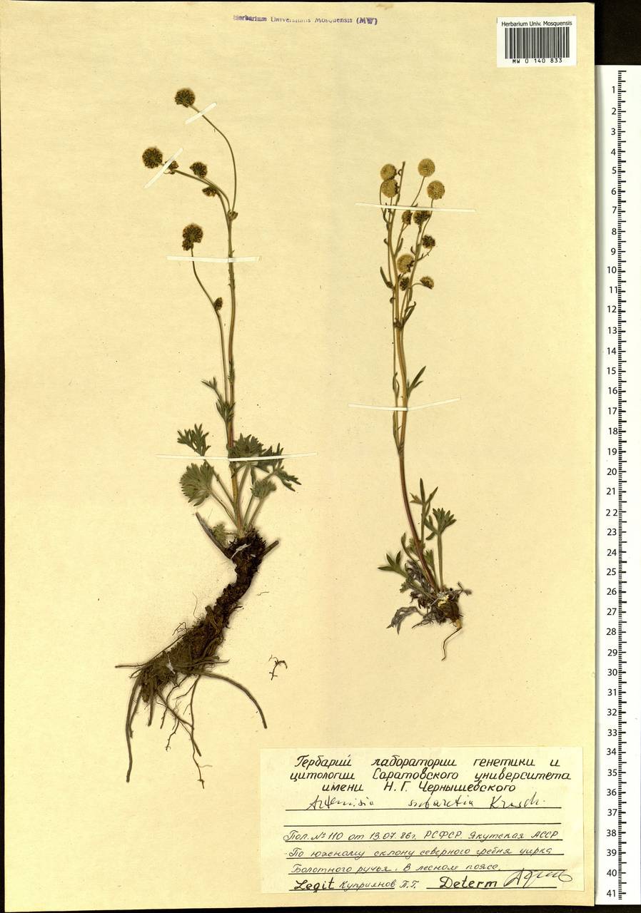 Artemisia subarctica Krasch., Siberia, Yakutia (S5) (Russia)