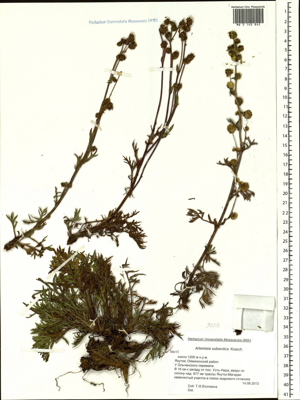 Artemisia subarctica Krasch., Siberia, Yakutia (S5) (Russia)