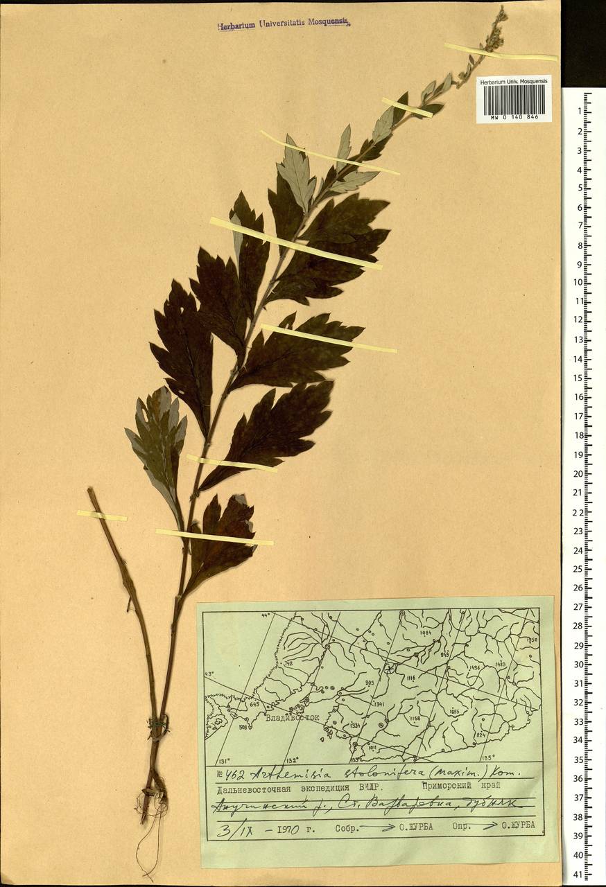 Artemisia stolonifera (Maxim.) Kom., Siberia, Russian Far East (S6) (Russia)