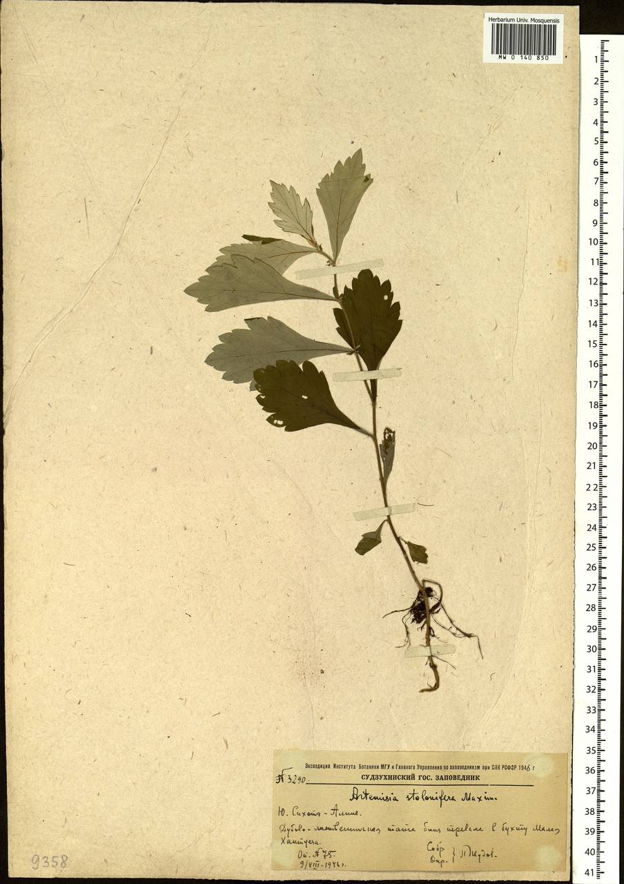 Artemisia stolonifera (Maxim.) Kom., Siberia, Russian Far East (S6) (Russia)