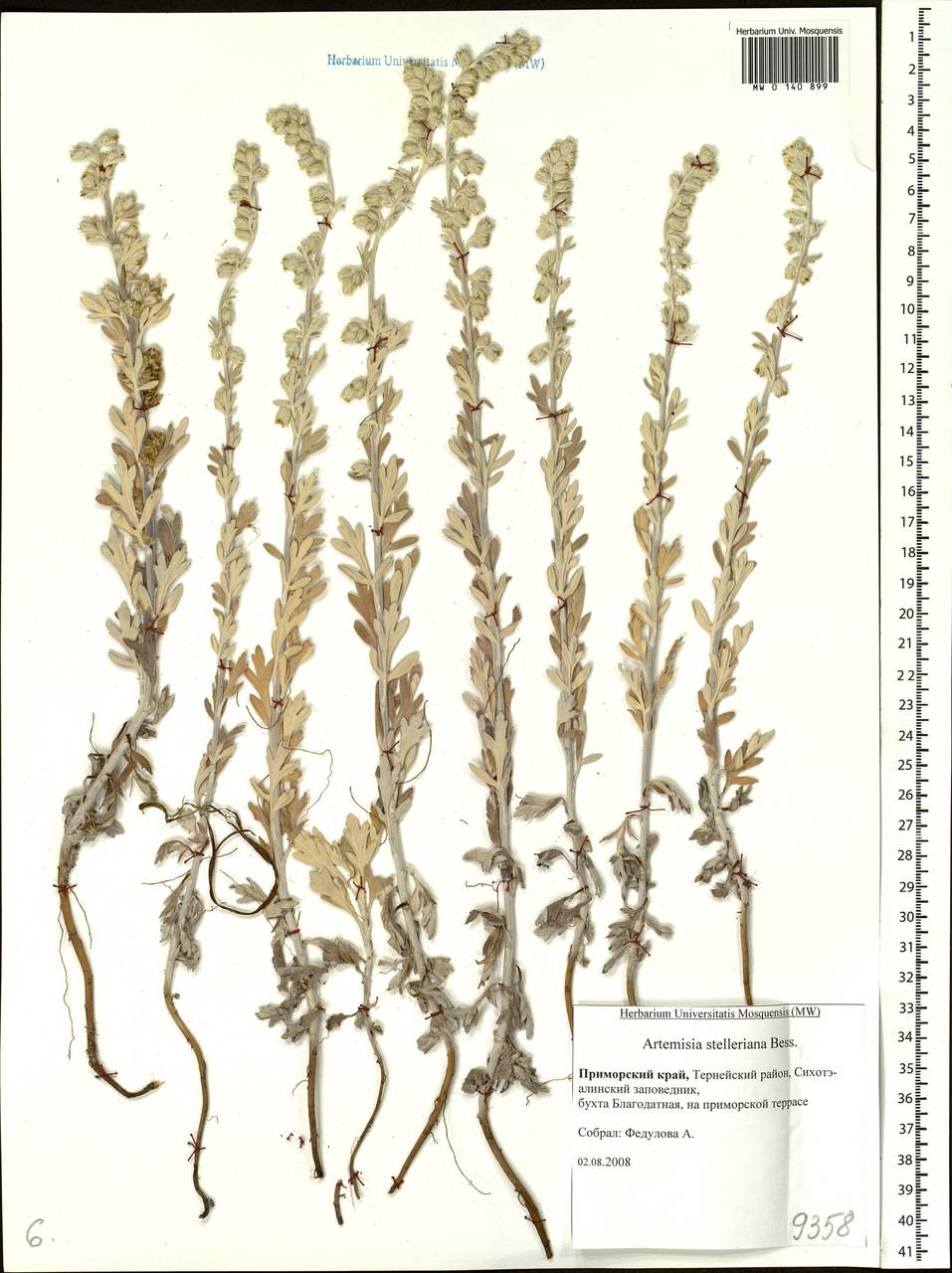 Artemisia stelleriana Besser, Siberia, Russian Far East (S6) (Russia)