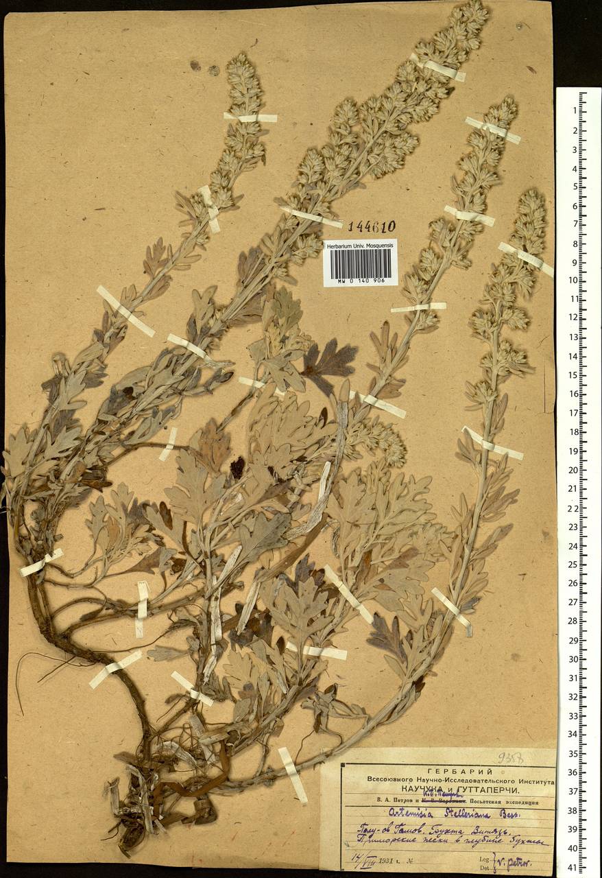 Artemisia stelleriana Besser, Siberia, Russian Far East (S6) (Russia)