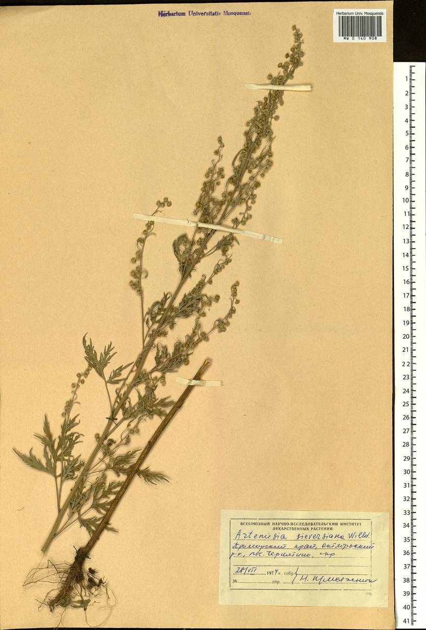 Artemisia sieversiana Ehrh. ex Willd., Siberia, Russian Far East (S6) (Russia)