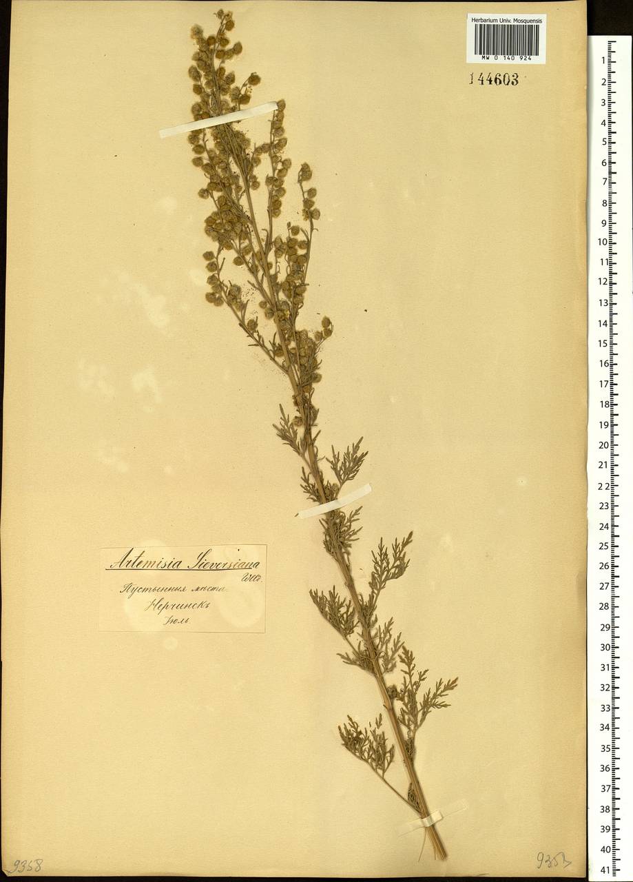 Artemisia sieversiana Ehrh. ex Willd., Siberia, Baikal & Transbaikal region (S4) (Russia)