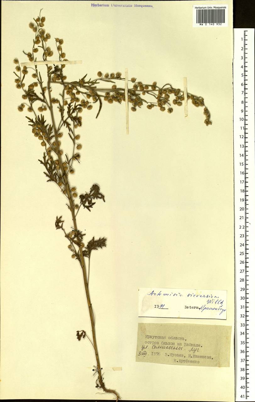 Artemisia sieversiana Ehrh. ex Willd., Siberia, Baikal & Transbaikal region (S4) (Russia)