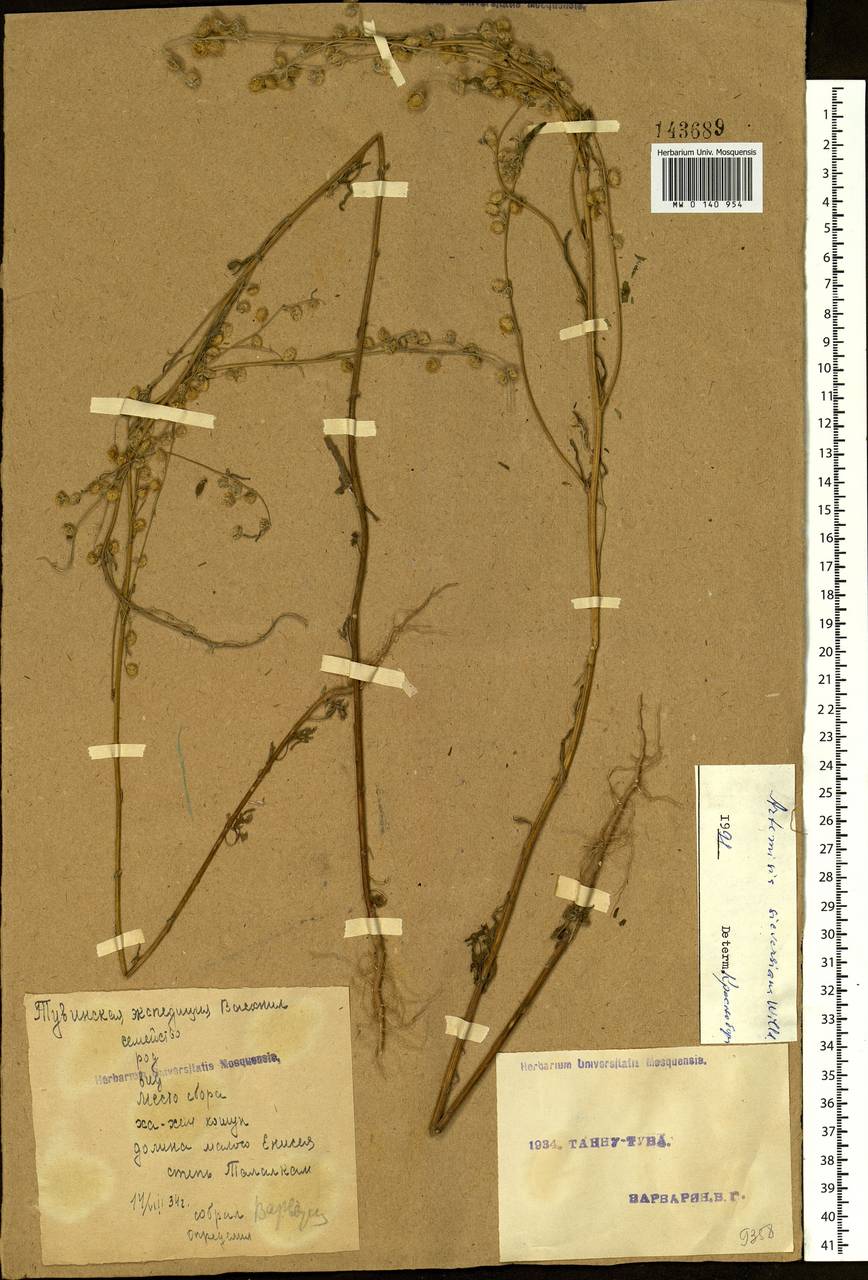 Artemisia sieversiana Ehrh. ex Willd., Siberia, Altai & Sayany Mountains (S2) (Russia)