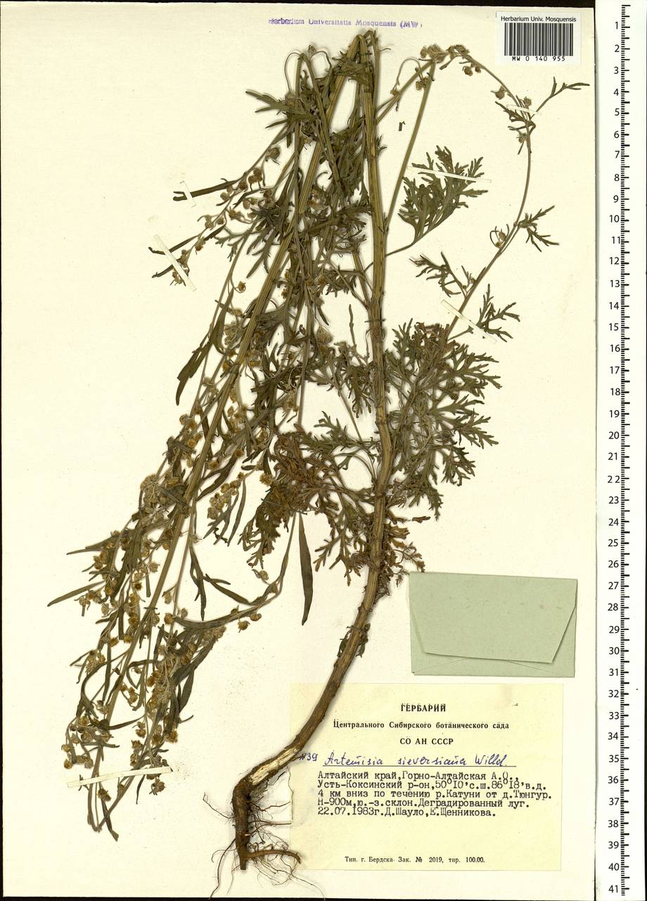 Artemisia sieversiana Ehrh. ex Willd., Siberia, Altai & Sayany Mountains (S2) (Russia)