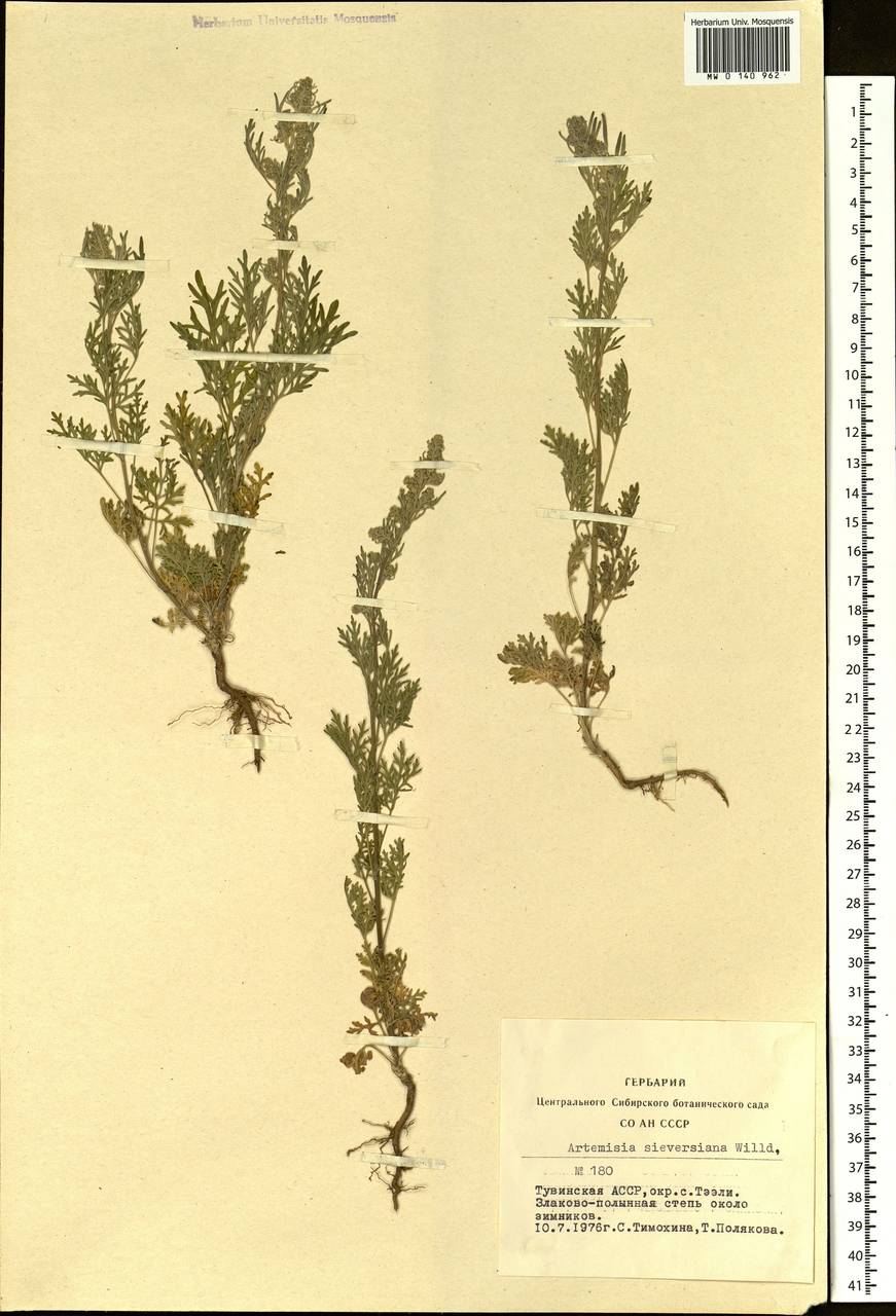 Artemisia sieversiana Ehrh. ex Willd., Siberia, Altai & Sayany Mountains (S2) (Russia)
