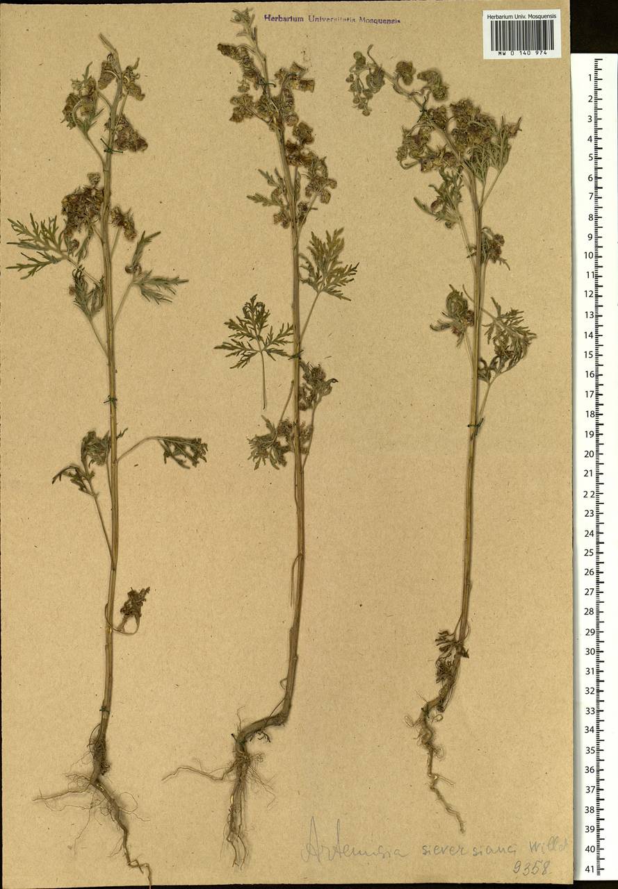 Artemisia sieversiana Ehrh. ex Willd., Siberia (no precise locality) (S0) (Russia)