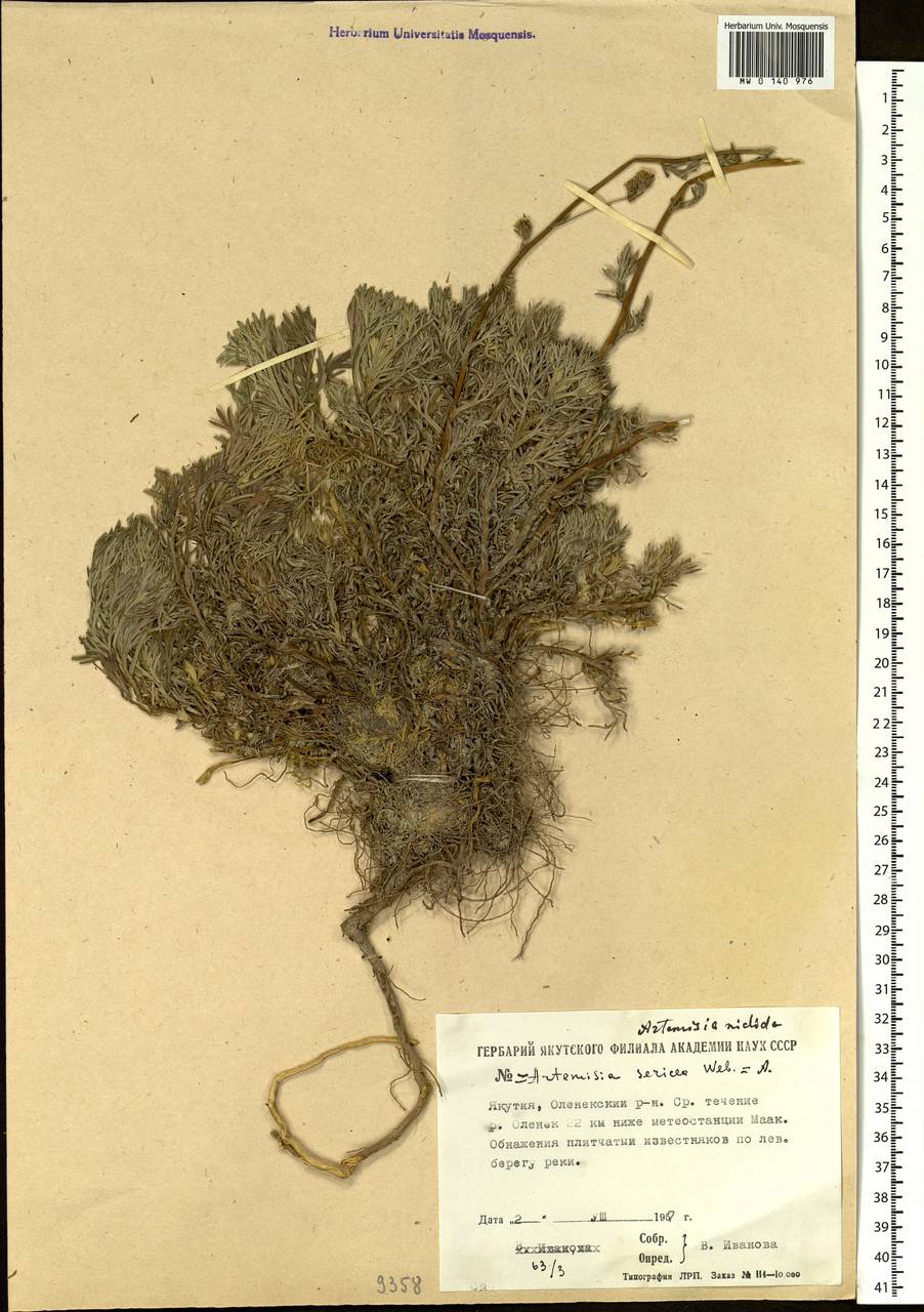Artemisia czekanowskiana Trautv., Siberia, Yakutia (S5) (Russia)