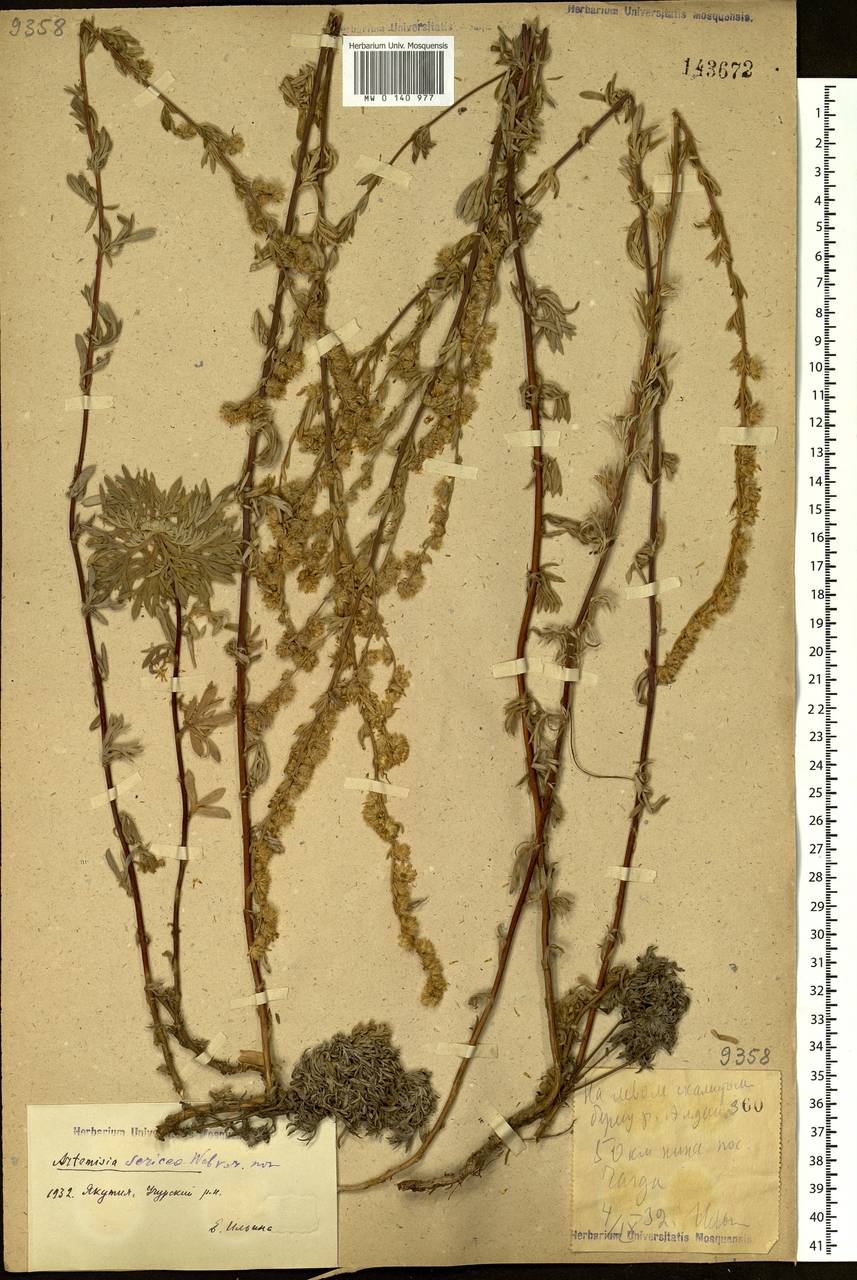 Artemisia sericea (Besser) Weber, Siberia, Yakutia (S5) (Russia)