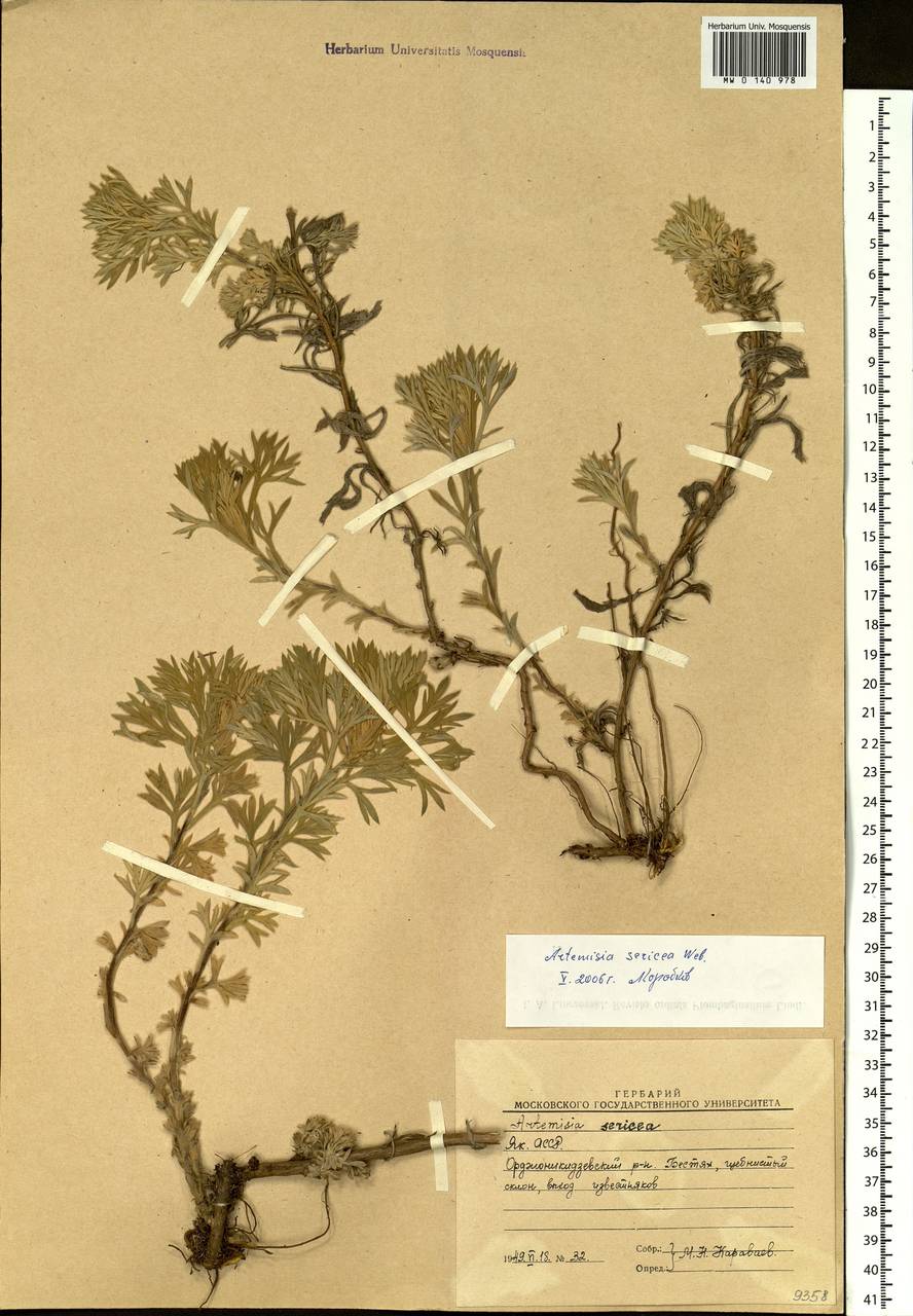 Artemisia sericea (Besser) Weber, Siberia, Yakutia (S5) (Russia)