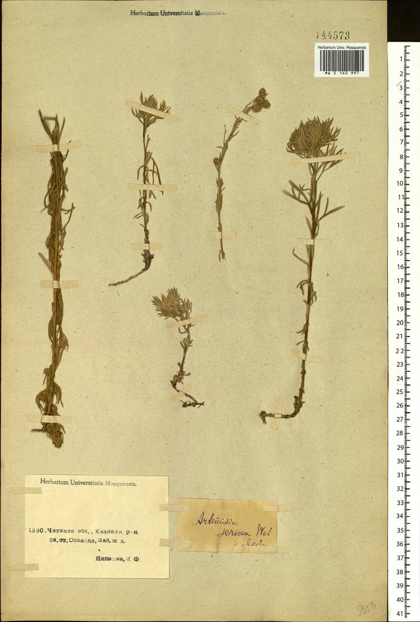 Artemisia sericea (Besser) Weber, Siberia, Baikal & Transbaikal region (S4) (Russia)