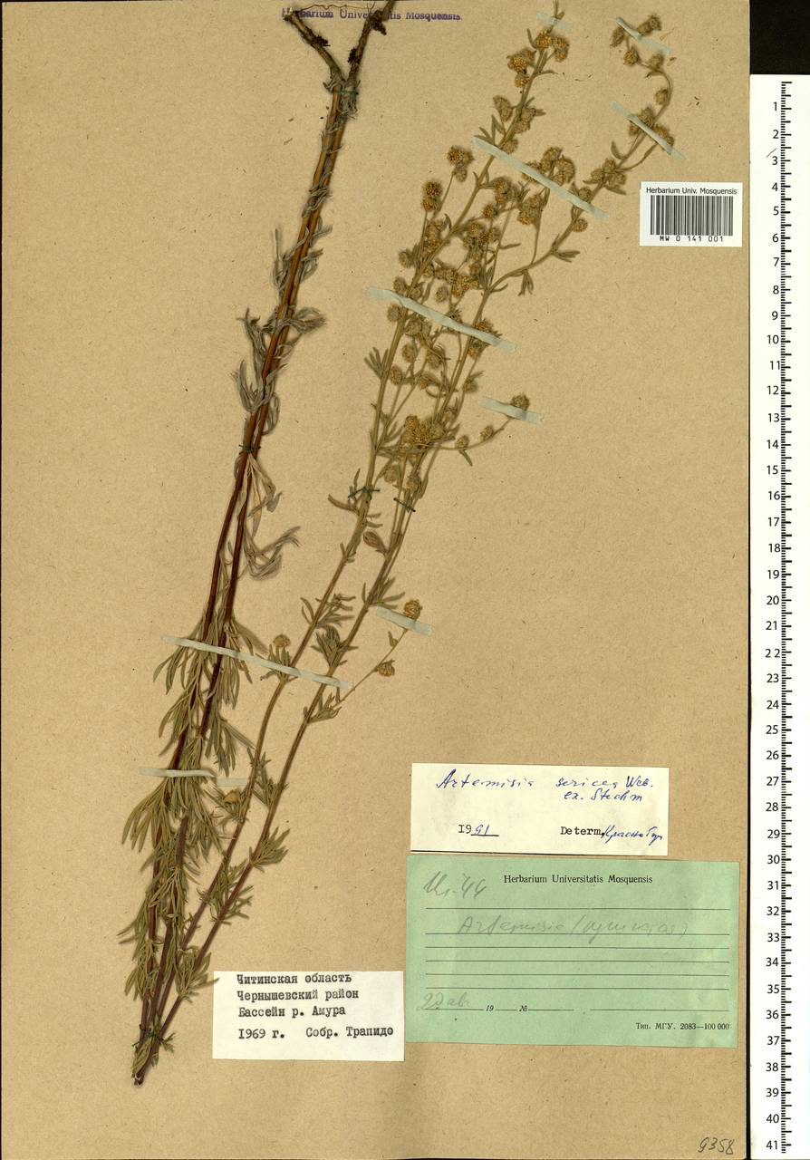 Artemisia sericea (Besser) Weber, Siberia, Baikal & Transbaikal region (S4) (Russia)