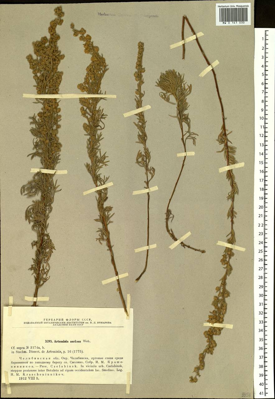 Artemisia sericea (Besser) Weber, Eastern Europe, Eastern region (E10) (Russia)
