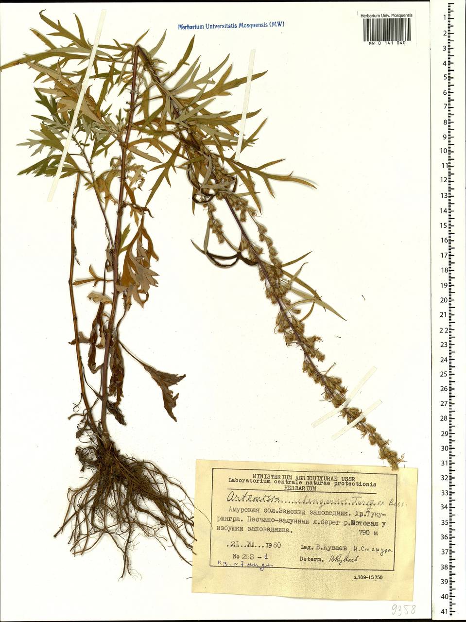 Artemisia selengensis Turcz. ex Besser, Siberia, Russian Far East (S6) (Russia)