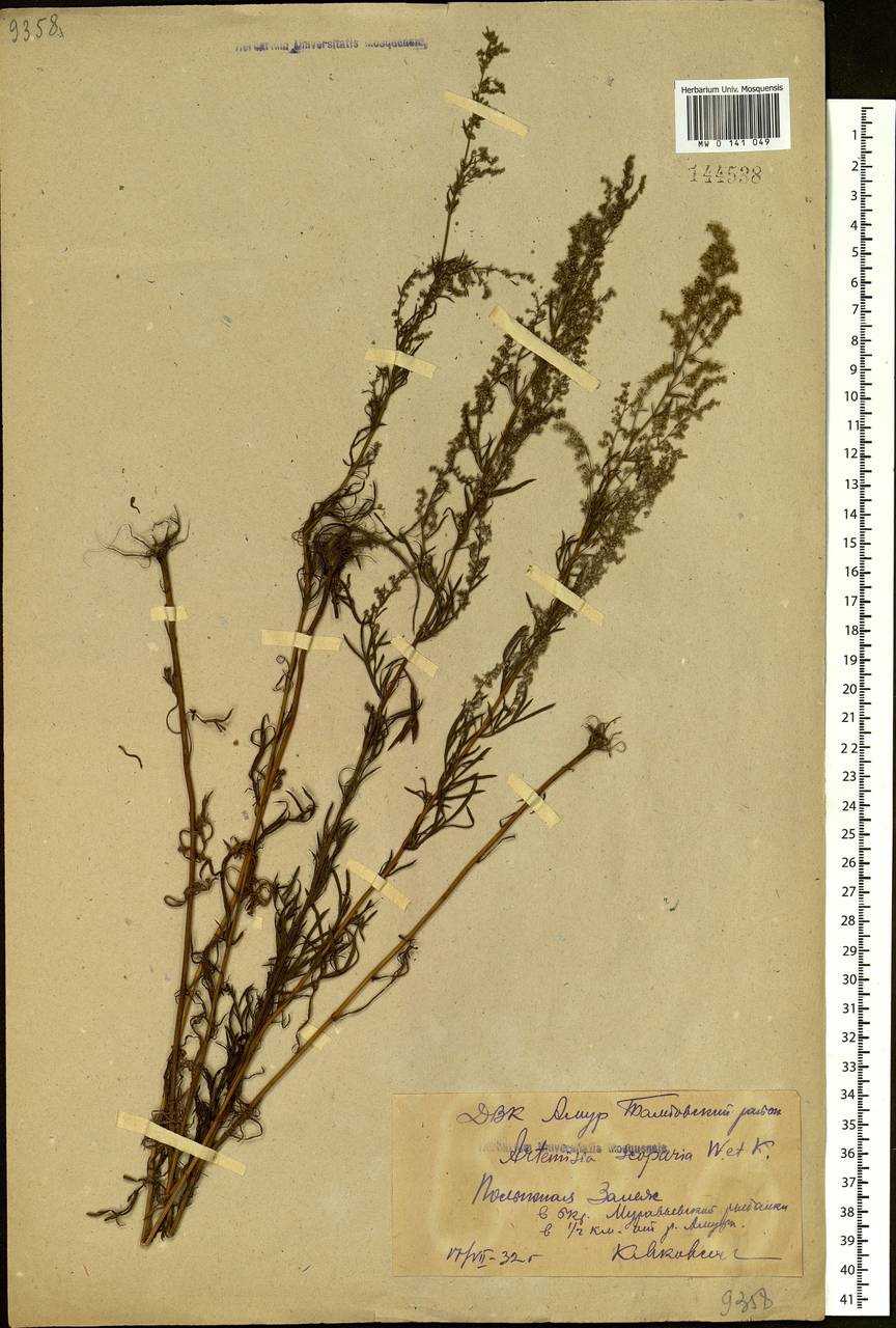 Artemisia scoparia Waldst. & Kit., Siberia, Russian Far East (S6) (Russia)